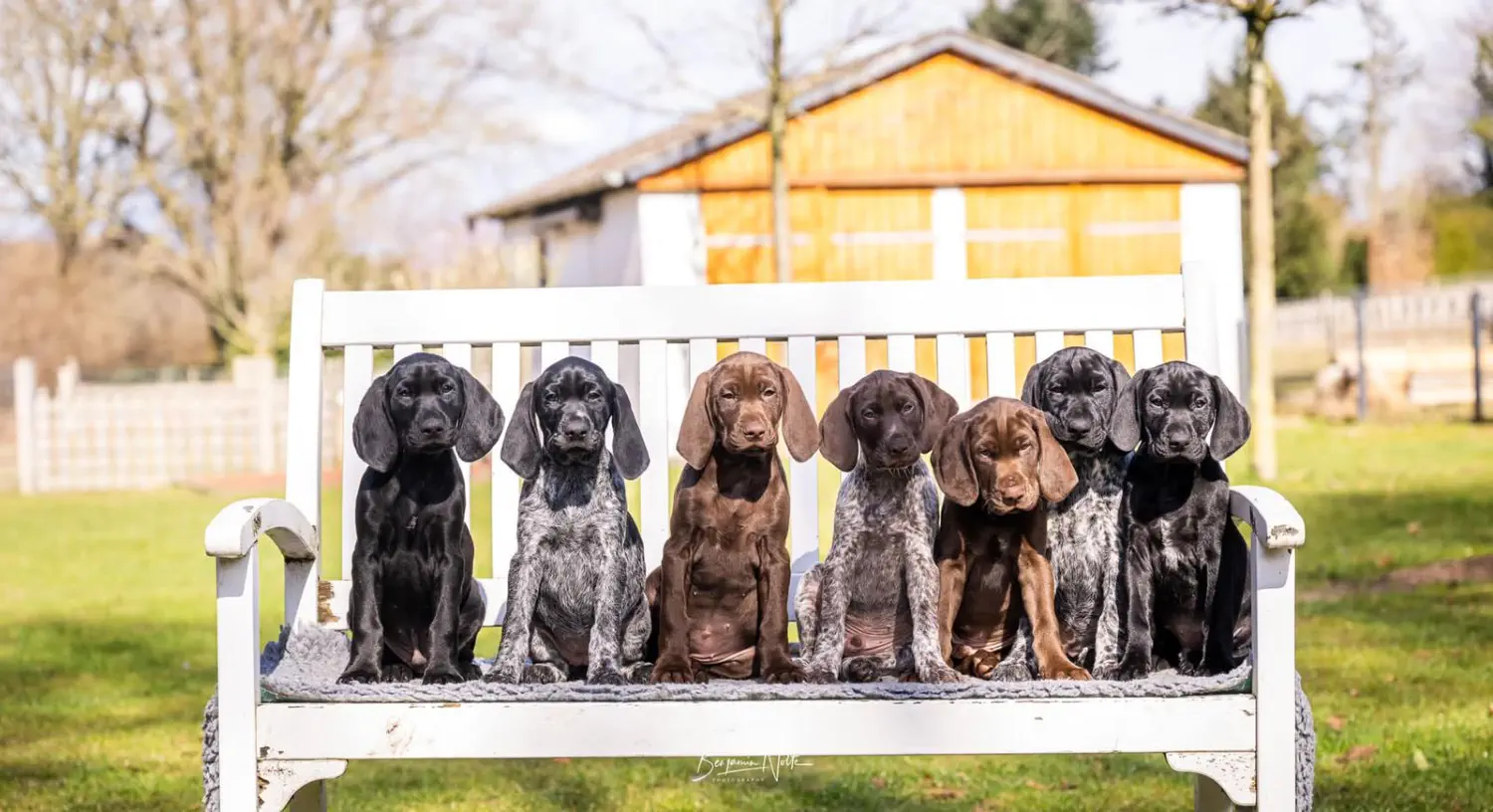 Gruppenbild der Welpen