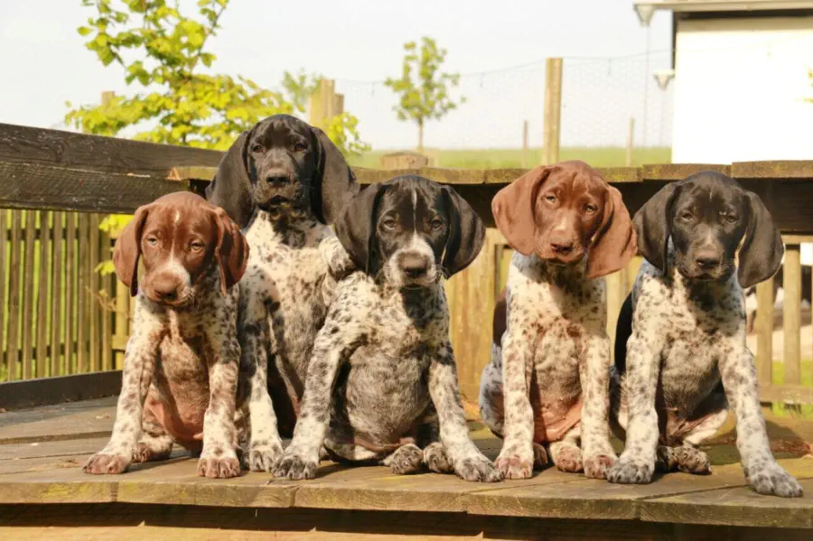 Gruppenbild der Welpen