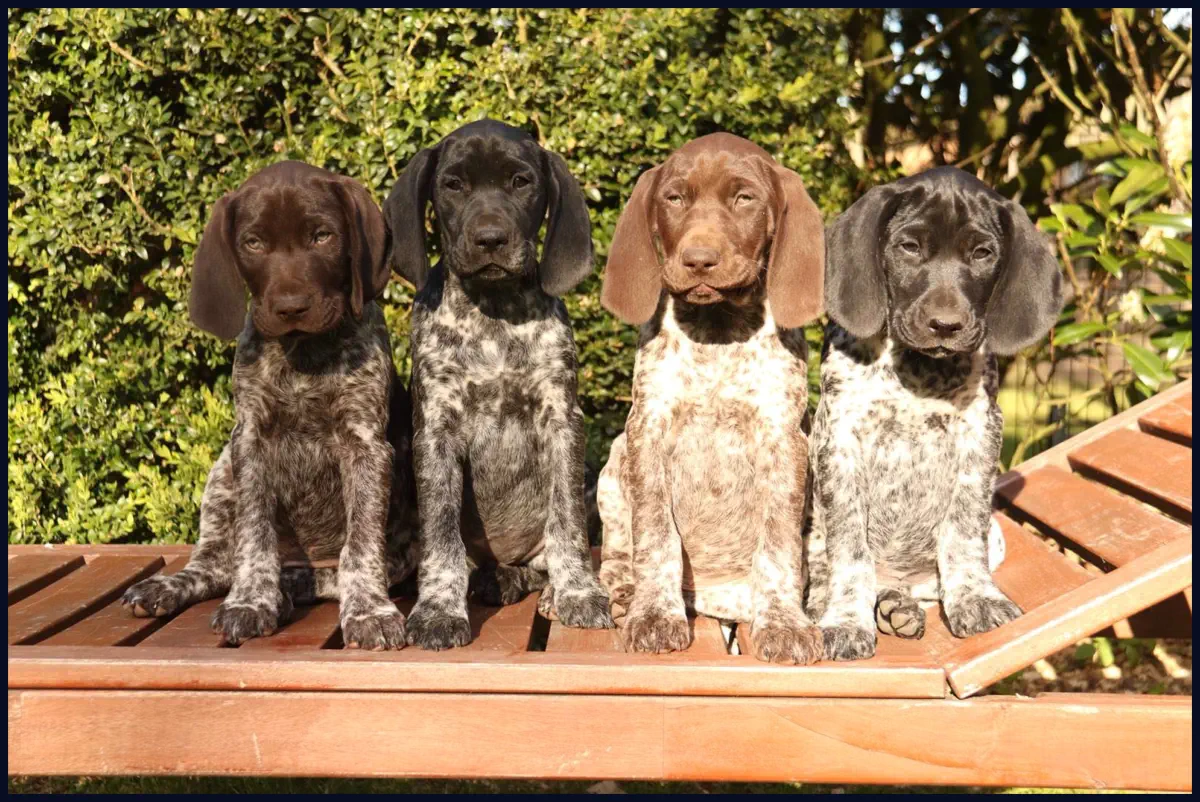 Gruppenbild der Welpen